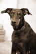 Doberman Dog Closeup sepia