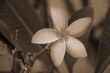 Pink Plumeria Flower Closeup sepia