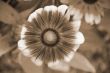 Gaillardia grandiflora Flower sepia