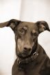 Doberman Dog Closeup sepia