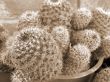 Cactus Plants sepia