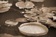 Lotus Leaves in Pond sepia