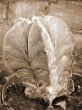 Dotted Cactus Plant sepia