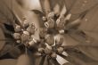 Poinsettia Red Flowers on Christmas sepia