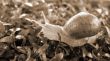 Snail Crawling on grass sepia