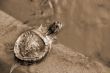 Green Red Turtle Baby sepia