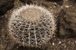 Cactus Echinocactus grusonii sepia