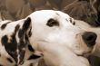 Dalmatian Pets sepia