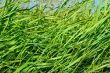 Green Grass