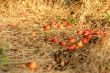 cherry plums on a dried grass