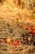 cherry plums on a dried grass