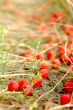cherry plums on a dried grass