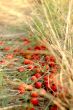 cherry plums on a dried grass