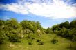 summer landscape