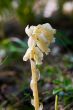 Indian Pipe
