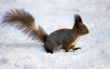 The squirrel on snow
