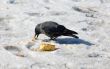 hungry jackdaw