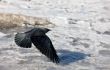 Flight of a jackdaw