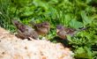 Three sparrows