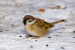 Passer montanus