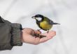 titmouse on a palm