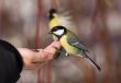 tit on a palm