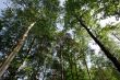 Treetops
