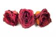 Three dried red roses