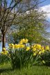 Daffodils in woodland at spring time