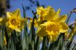 Daffodils in Spring time