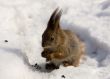 The squirrel