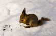 The squirrel eats sunflower