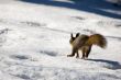 running squirrel