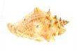 big sea shell