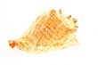 big sea shell