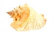 big sea shell