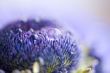 Close-up of blue anemone.