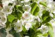 Blossoming pear with raindrops