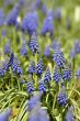 Bluebells (Grape Hyacinth, Muscari armeniacum)