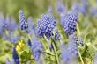 Natural backgrounds: Bluebells (Grape Hyacinth, Muscari armeniac