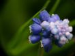 Macro of Hyacinth muscari flower, sign of spring