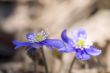 A first spring blossoms, Liverwort - Hepatica nobilis