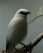 White Bird