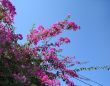 Bougainvillea on blue sky background