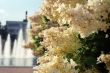 Flowered bush in the town