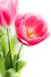 Bunch of pink tulips