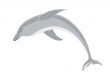 isolated illustration of smiling dolphin