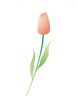 isolated illustration of red tulip