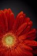 red gerbera