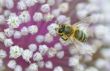Tops of flower with bee, macro image with very shallow dof and b